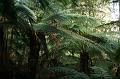 Tree fern gully, Pirianda Gardens IMG_7198